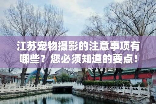 江苏宠物摄影的注意事项有哪些？您必须知道的要点！