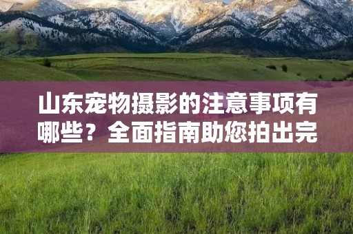 山东宠物摄影的注意事项有哪些？全面指南助您拍出完美宠物照