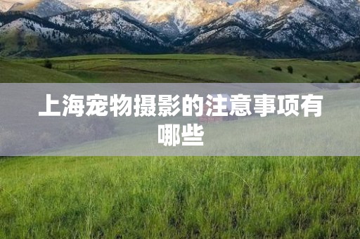上海宠物摄影的注意事项有哪些